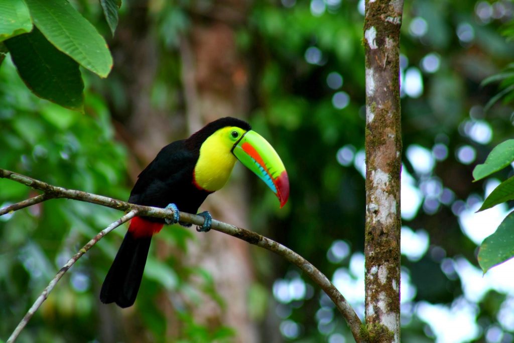 Costa Rica toucan in tree