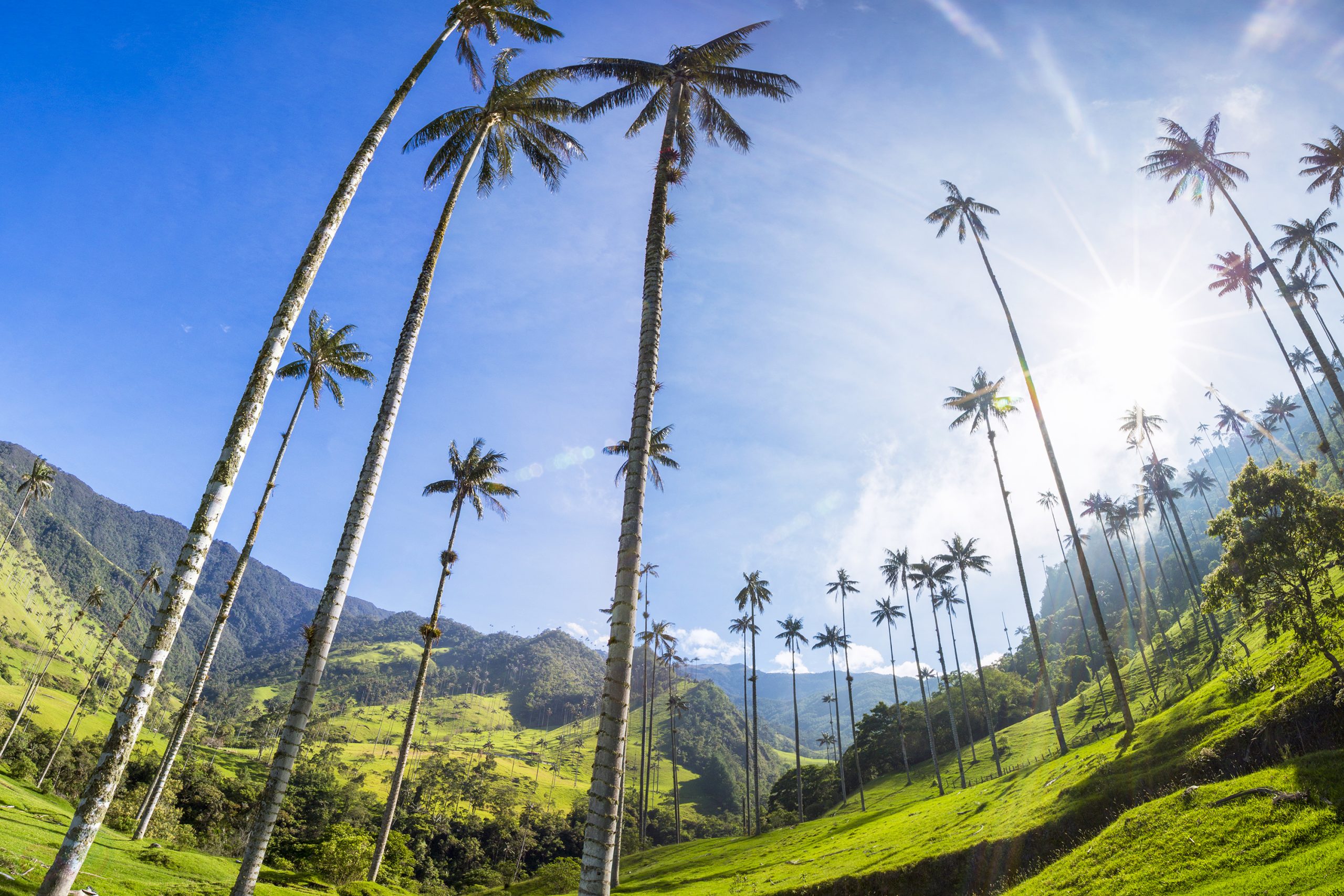 Colombia coffee region palms and sun