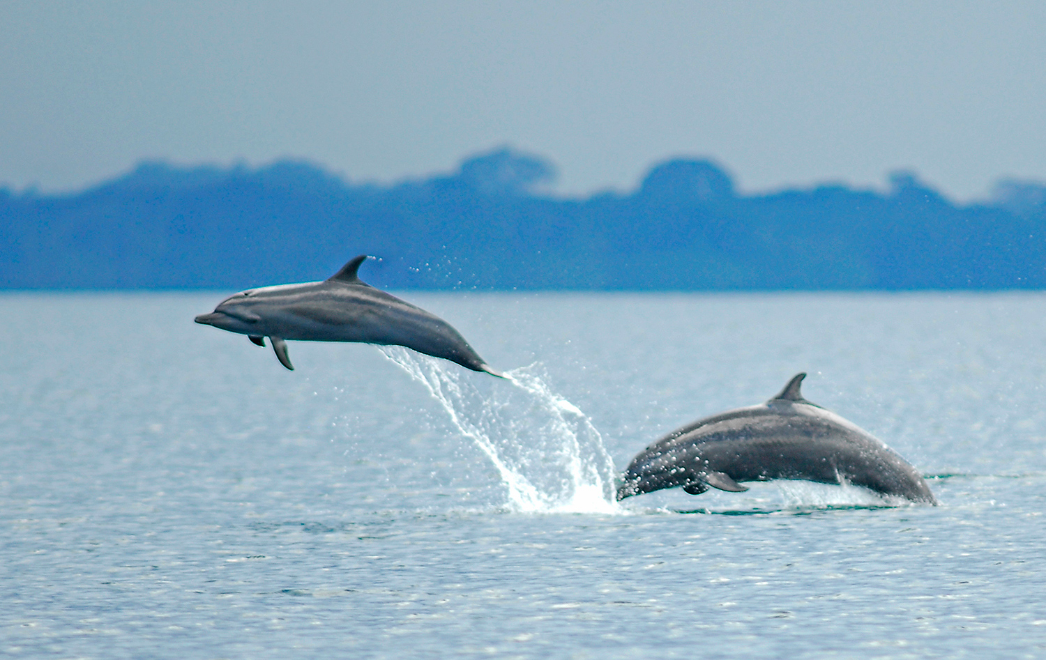 Costa Rica two jumping dolphins