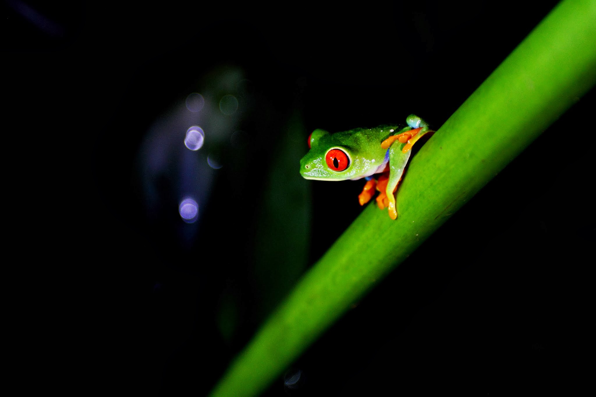 Costa Rica red eyed tree frog at night