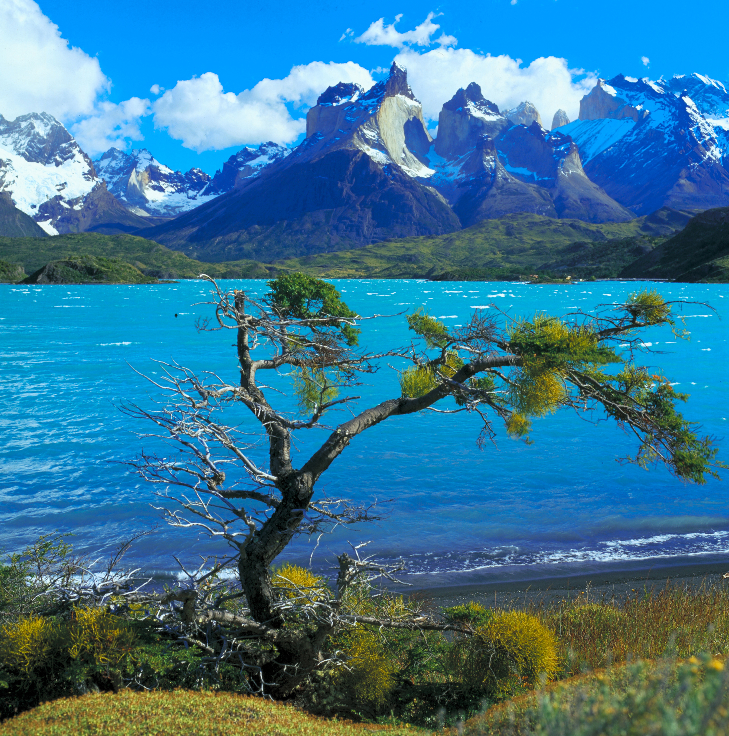 Chile Torres del Paine solitary tree Lake Grey