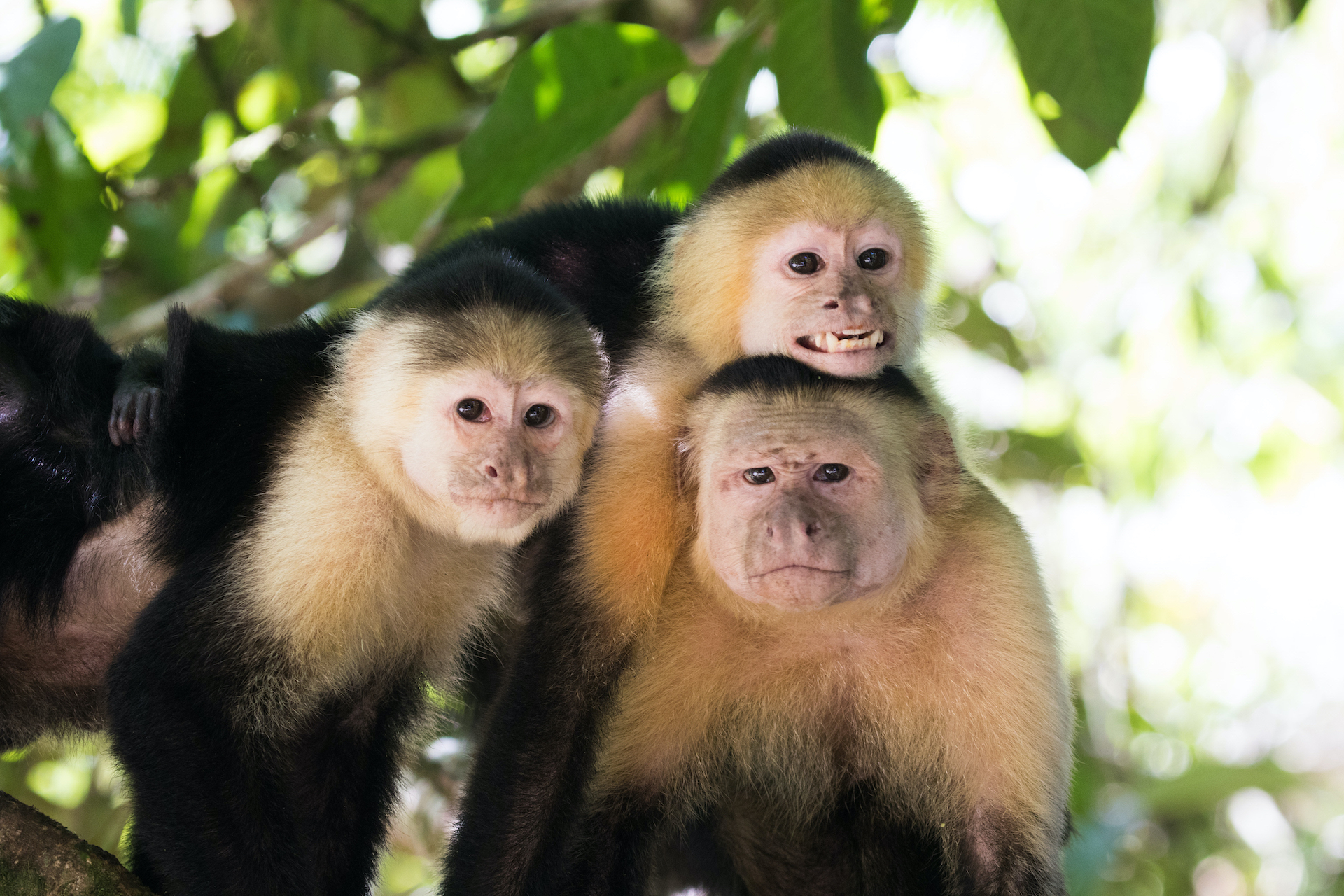 Costa Rica three capuchin monkeys