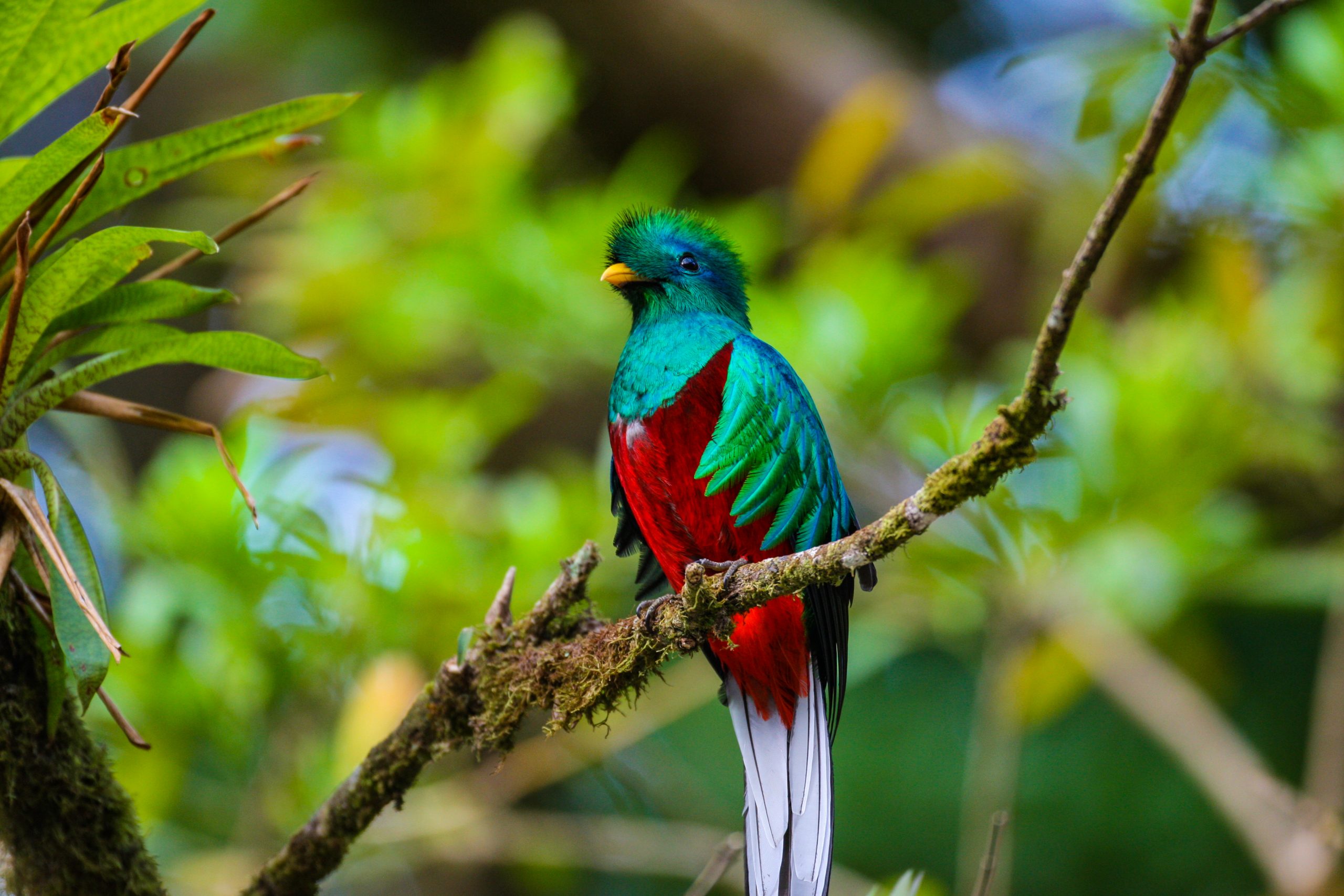 Costa Rica resplendent quetzal bird