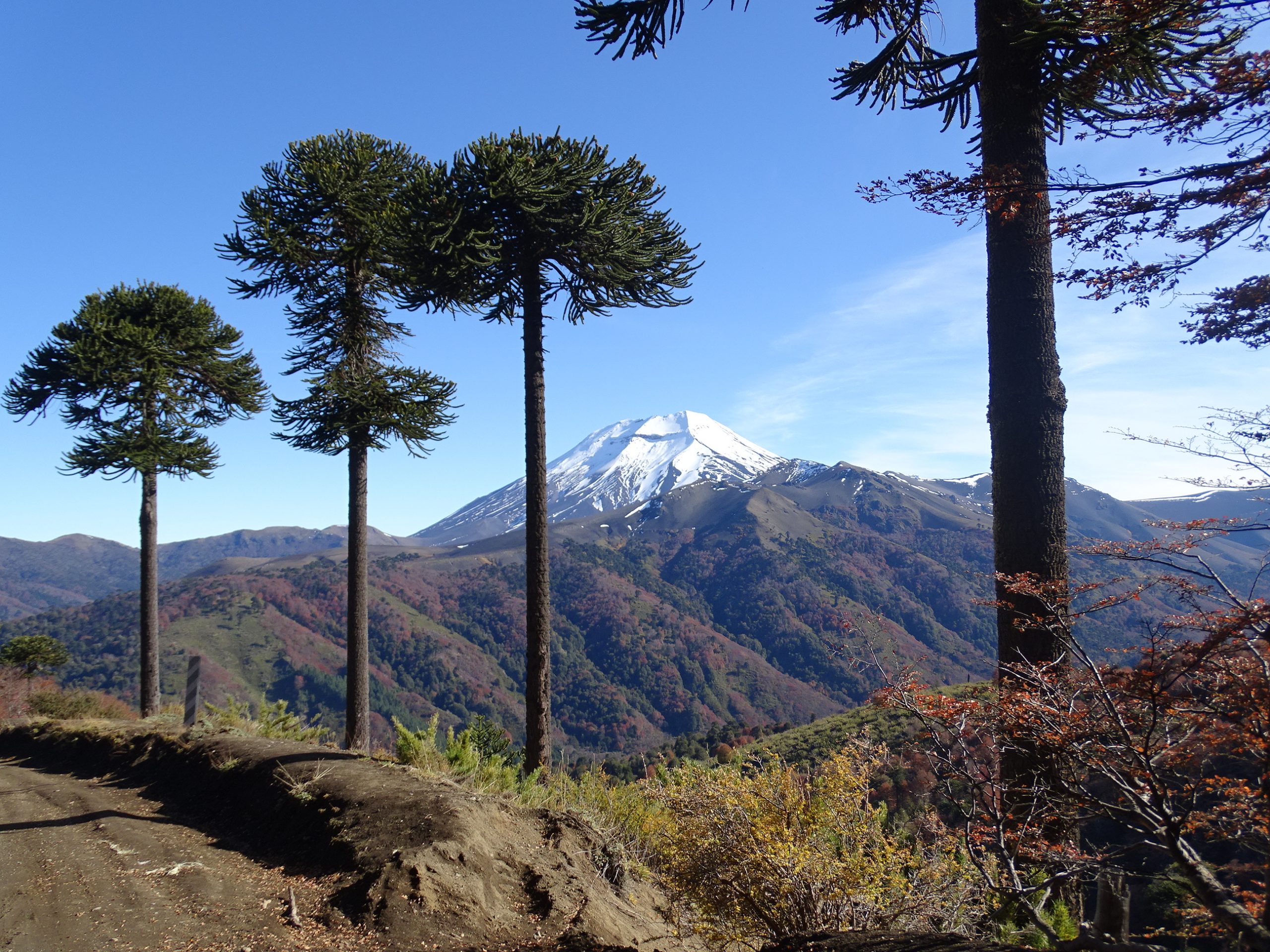 Chile araucania trees and Villarica volcano