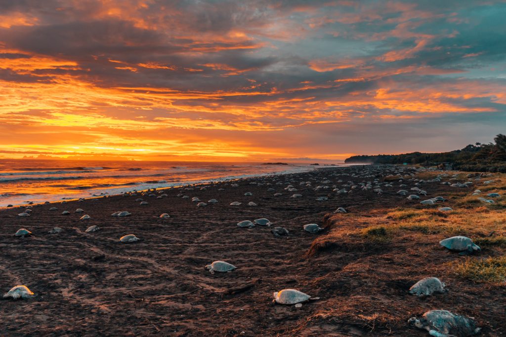 Costa Rica turtles on beach sunrise