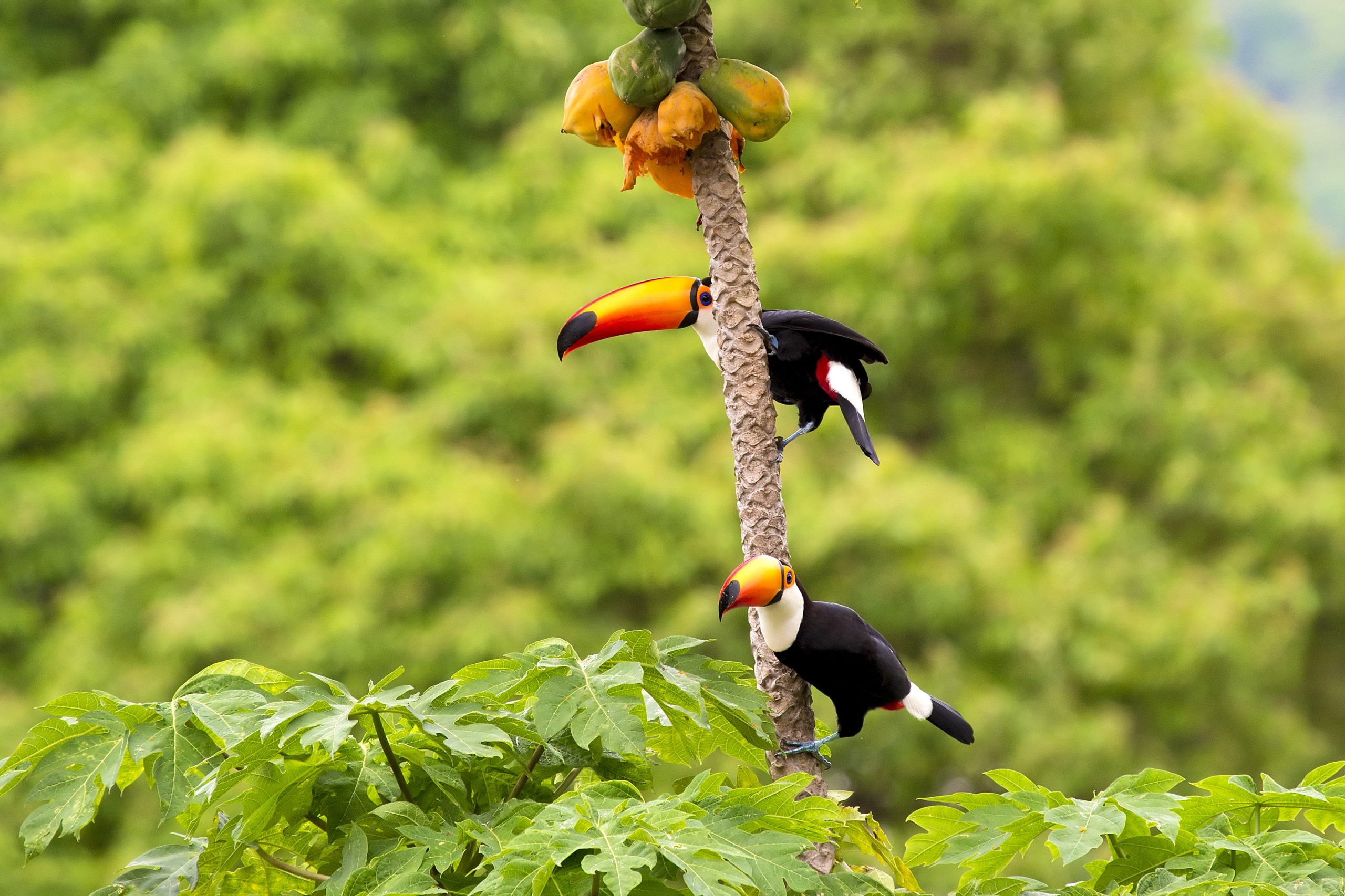 Two toucans on a palm tree Brazil Amazon