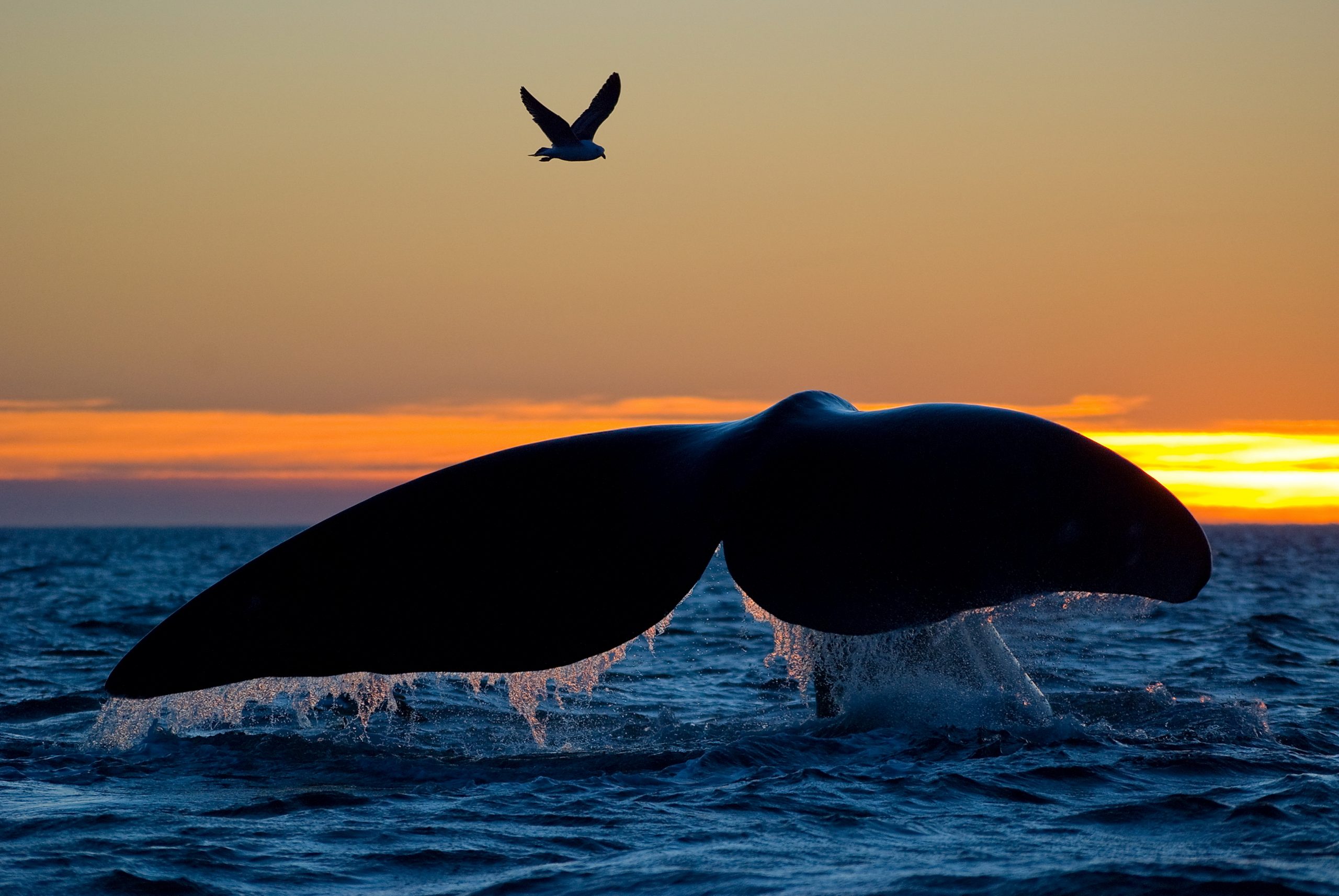 Argentina southern right whale tail sunset