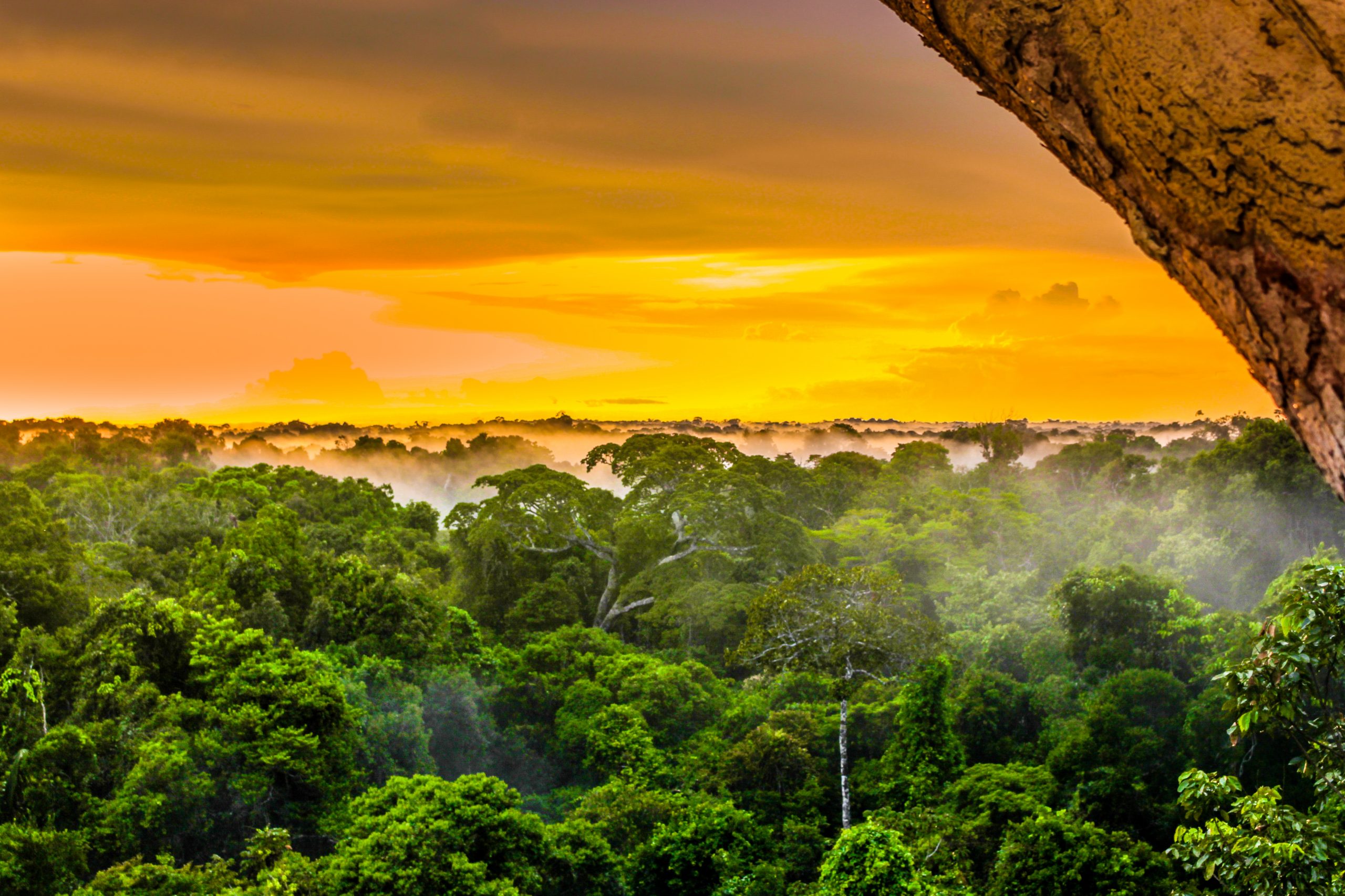 Amazon rainforest canopy at sunrise