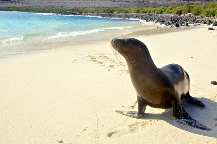 Peru and Galapagos Explorer